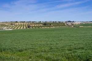 Agricultor de Castilla-La Mancha: 2 años de gifting con orgonita táctica y los resultados