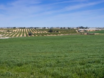 Agricultor de Castilla-La Mancha: 2 años de gifting con orgonita táctica y los resultados