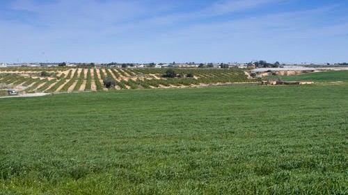 Agricultor de Castilla-La Mancha: 2 años de gifting con orgonita táctica y los resultados